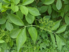 Sambucus nigra