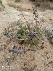 Salvia lanigera
