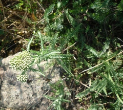 Achillea pannonica