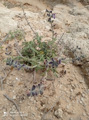 Salvia lanigera