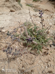 Salvia lanigera