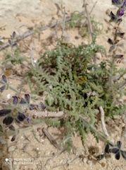 Salvia lanigera