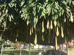 Wisteria floribunda