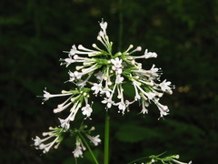 Valeriana pauciflora