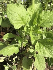 Blitum bonus-henricus