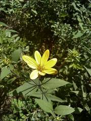 Helianthus resinosus