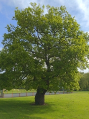 Quercus robur