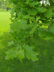 Quercus robur