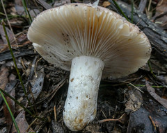 Russula neerimea