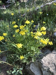 Cymopterus lemmonii