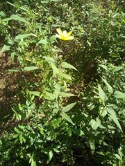 Helianthus resinosus
