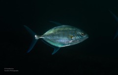 Ferdauia ferdau