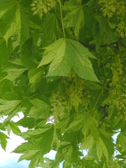 Acer pseudoplatanus
