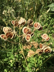 Tordylieae