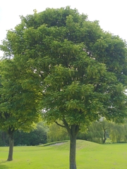Acer pseudoplatanus