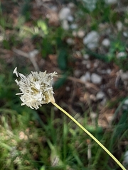 Sesleria