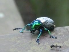 Platycorynus sauteri