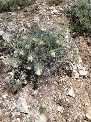 Onosma echioides canescens