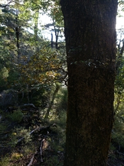 Nothofagus fusca