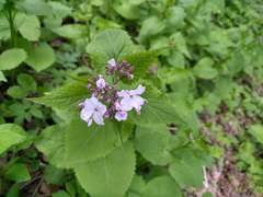 Lunaria rediviva
