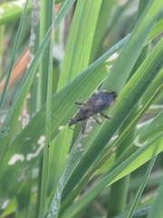 Himacerus mirmicoides