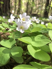 Oxalis acetosella