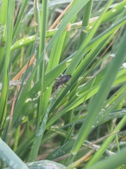 Himacerus mirmicoides