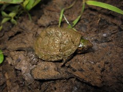 Sternotherus peltifer