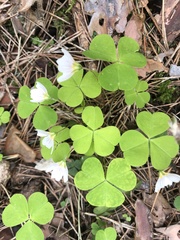 Oxalis acetosella