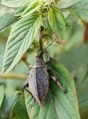 Elytrurus serrulatus