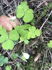 Oxalis acetosella