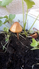 Conocybe aurea