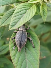 Elytrurus serrulatus