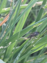 Himacerus mirmicoides