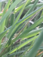 Himacerus mirmicoides
