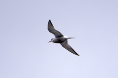 Sterna hirundo