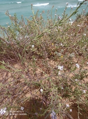 Cakile maritima