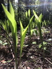 Convallaria majalis
