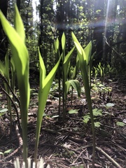 Convallaria majalis