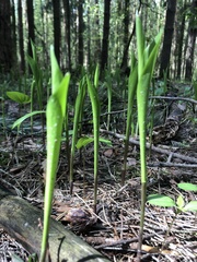 Convallaria majalis