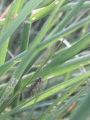 Himacerus mirmicoides