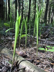 Convallaria majalis