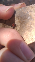 Melanocoryphus tristrami