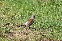 Turdus pilaris