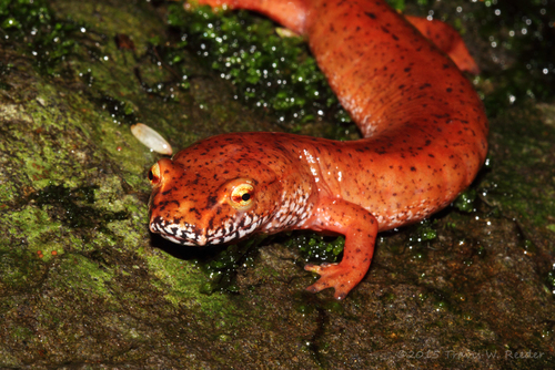 Spring Salamander