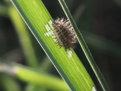 Subcoccinella vigintiquatuorpunctata