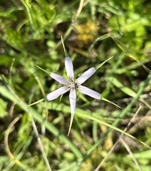 Geropogon