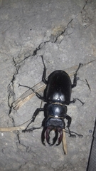 Lucanus cervus