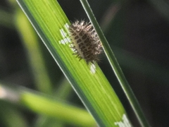 Subcoccinella vigintiquatuorpunctata