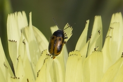 Cryptocephalus rugicollis